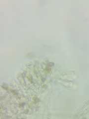 Cortinarius armeniacus