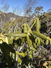 Rhododendron