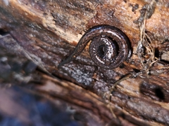 Batrachoseps gavilanensis