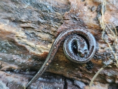 Batrachoseps gavilanensis