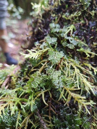 Hymenophyllum tunbrigense image