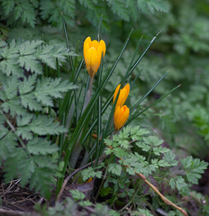 Crocus