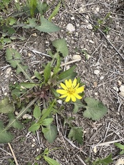 Pyrrhopappus pauciflorus