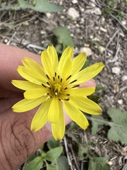 Pyrrhopappus pauciflorus