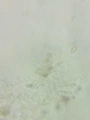 Cortinarius armeniacus