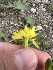 Pyrrhopappus pauciflorus