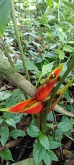 Heliconia