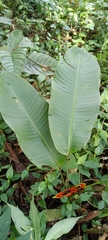 Heliconia
