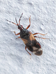 Anthocoris