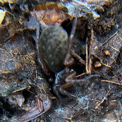 Coelotinae