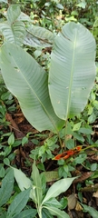 Heliconia