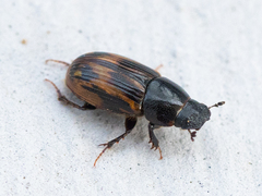 Chilothorax