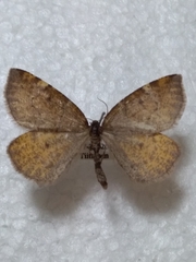 Epirranthis diversata