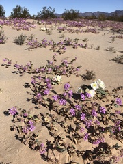 Abronia villosa villosa