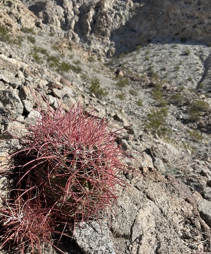 iNaturalist observation photo of California Barrel Cactus