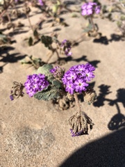 Abronia villosa villosa