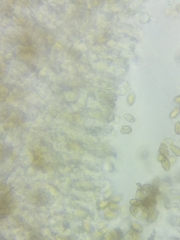 Cortinarius armeniacus