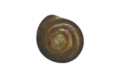 Euconulus alderi