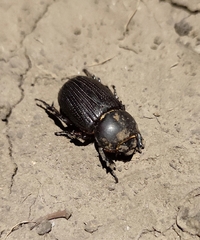 Archophileurus