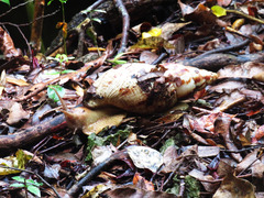 Lissachatina fulica