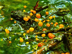 Vibrissea truncorum