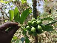 Artabotrys hexapetalus