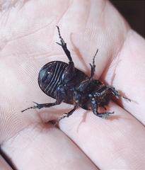 Archophileurus