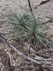 Yucca constricta