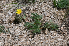 Potentilla subjuga