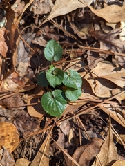 Viola hirsutula