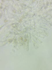 Cortinarius armeniacus