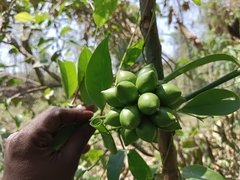 Artabotrys hexapetalus