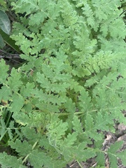 Eucrypta chrysanthemifolia