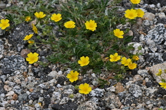 Potentilla subjuga