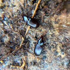 Gastrellarius honestus