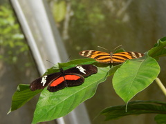 Heliconius hortense