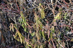 Rhododendron groenlandicum