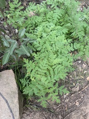 Eucrypta chrysanthemifolia