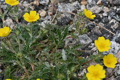 Potentilla subjuga