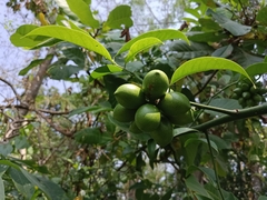 Artabotrys hexapetalus