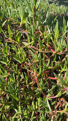 Carpobrotus edulis