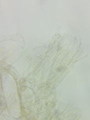 Cortinarius armeniacus