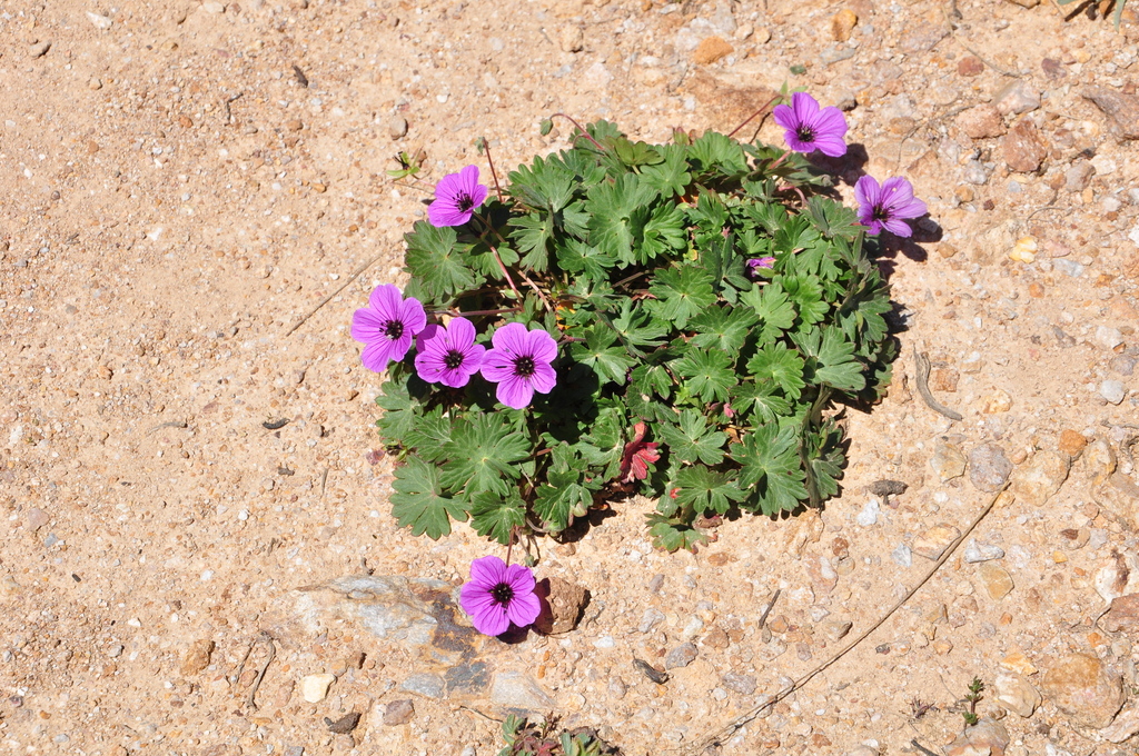 Geranium ponticum