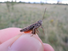 Omocestus haemorrhoidalis