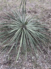 Yucca constricta