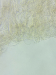 Cortinarius armeniacus