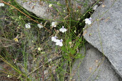 Lobelia setacea