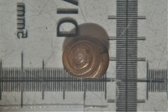 Euconulus alderi