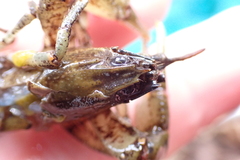 Cambarus robustus