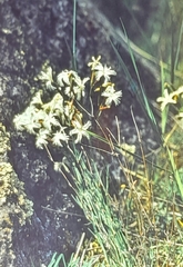Dianthus acicularis